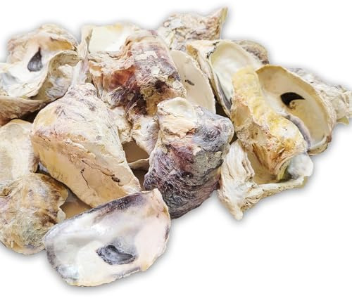 MGS SHOP Maritime Dekoration - Mix, echte Bunte Dekomuscheln, Dekosand Strand, Seepocken oder Kammmuscheln zum Dekorieren & Basteln (Austern groß)