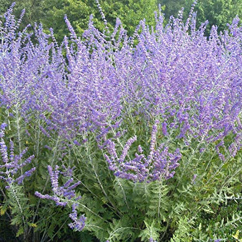 3 x Perovskia 'Blue Spire'- Blauraute 'Blue Spire' 20-25 cm im Container -Willkommen in der natürlichen Eleganz