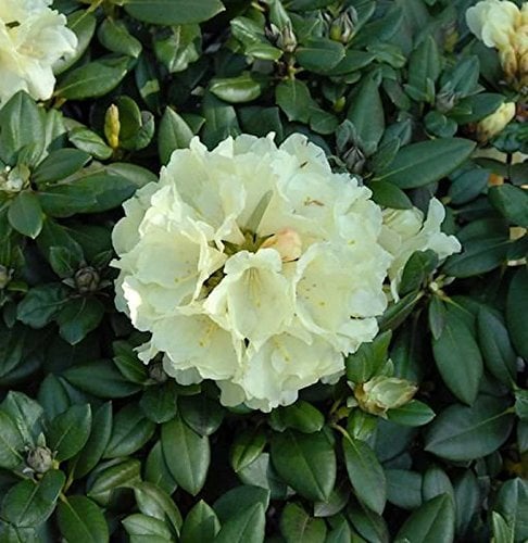 Rhododendron Centennial Gold 40-50cm - Alpenrose