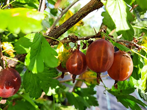 Rote Stachelbeere Uralskij rosa, leckere Stachelbeeren aus über 80 Sorten, direkt aus der Stachelbeerbaumschule