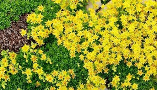 Sedum selskianum Orpin jaune - jardin de rocaille