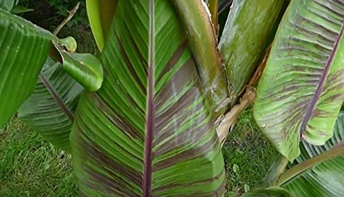Stk - 10x Musa itinerans blaue Burma Banane Garten Pflanzen - Samen ID131 - Seeds & Plants Shop by Ipsa