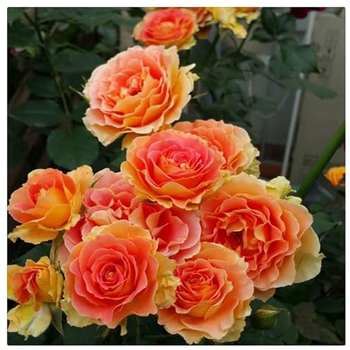 Strauchrosen, Duftrosen, Hybridrosen, zweifarbige Rosen - Rosen pflanzen winterhart - Rose pflanzen knollen winterhart-1Pflanze-C