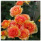 Strauchrosen, Duftrosen, Hybridrosen, zweifarbige Rosen - Rosen pflanzen winterhart - Rose pflanzen knollen winterhart-1Pflanze-C