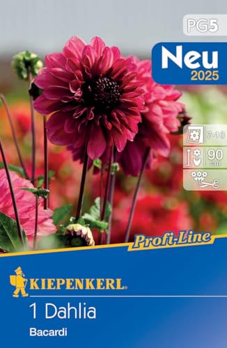 Kiepenkerl Dekorative Dahlie Bacardi 721517 - Blumensamen für eine dekorative Dahlie mit einer Wuchshöhe von 90 cm - Blumenpflanzen, Saatgut