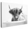 MuchoWow© Leinwand 120x80 cm Deko Schlafzimmer Aesthetic Leinwandbilder Badezimmer WC Toilette Gemälde Geschenk Living Room Decoration Schottischer Hochländer - Kuh - Bad - Schwarz und weiß
