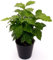 POWERS TO FLOWERS - PIANTA DEL CAFFE, COFFEA ARABICA, IN VASO CERAMICA NERO, pianta vera