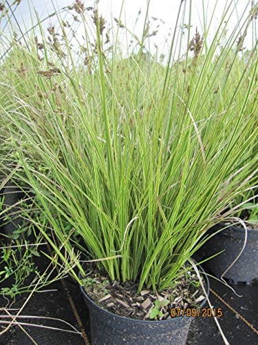 Carex brunnea Variegata - Bräunliche Segge