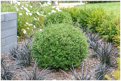 Stauden Gänge 10 x Ilex crenata 'Glorie Gem' Kugel Japanischer Berg Ilex | Immergrüner Buchsbaum-Ersatz für Sonne bis Schatten, mehrjährig, schnittverträglich, C3 Topf