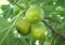 FICO SIMILE-FICUS CARICA- DI NATALE A MATURAZIONE TARDIVA- albero da frutto da esterno pianta vera Ø 19 cm - h 150 cm