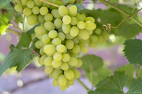 Grape Vines for The Garden Seedless White Dessert Grapes 'Lakemont' Vitis vinifera Hardy Shrub Easy to Grow Your Own Outdoor Garden Fruit Plants 2X 3-Litre Potted Plant by Suttons