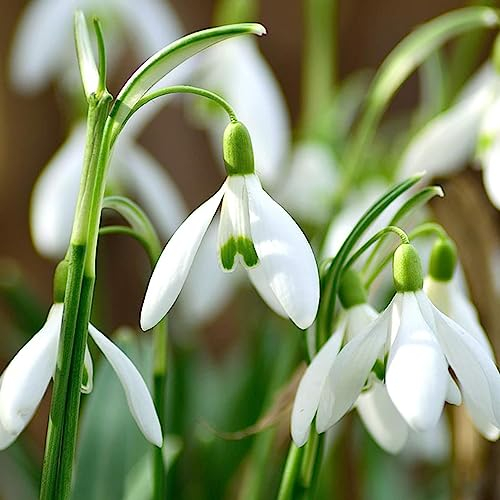 6 pcs schneeglöckchen zwiebeln kaufen - blumenzwiebel balkon pflanze pflanzenkübel,Galanthus nivalis, extrem winterharte kübelpflanzen zwiebel pflanzen für balkonkästen winterhart
