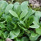 500 pz semi di valerianella bio - semi di erbe, giardino interno (Valerianella locusta) aiuola per erbe aromatiche, balcone semi, ortaggi, varietà antiche, piante da balcone, rustiche
