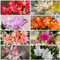 Semi veri di piante di cactus di Natale balcone fiorito, piante resistenti all'esterno Semi di cactus di Natale piante in vaso resistenti all'esterno, fiori primaverili decorazioni 85pcs