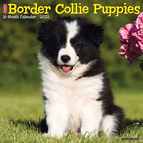 Just Border Collie Puppies 2022 Wall Calendar (Dog Breed)