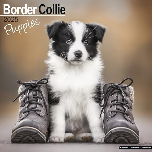 Border Collie Puppies - Border Collie Welpen 2025 - 16-Monatskalender: Original Avonside-Kalender [Mehrsprachig] [Kalender] (Wall-Kalender)