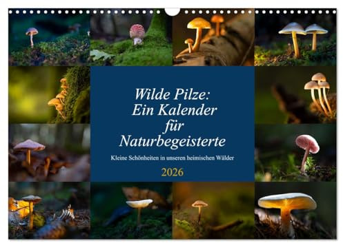Wilde Pilze: Ein Kalender für Naturbegeisterte (Wandkalender 2026 DIN A3 quer), CALVENDO Monatskalender: Heimische Pilze ansprechend fotografiert (CALVENDO Natur)