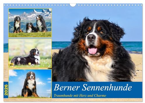Berner Sennenhunde - Traumhunde mit Charme (Wandkalender 2026 DIN A3 quer), CALVENDO Monatskalender: Ein Einblick in die Welt des Berner Sennenhundes, ... eine gute Figut macht. (CALVENDO Tiere)