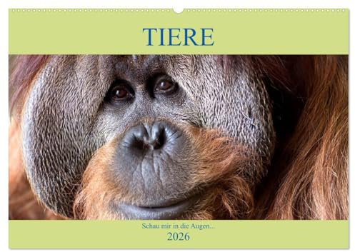 Tiere Schau mir in die Augen (Wandkalender 2026 DIN A2 quer), CALVENDO Monatskalender: Von Auge zu Auge mit den Tieren der Welt (CALVENDO Tiere)