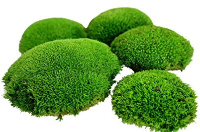 Hello Moss Konserviertes Moos Bälle 5 Stück - Deko für Sie - Kugelmoos für Ihr Zuhause - Erstellen Sie Ein Moosbild - Geeignet für Terrarien und Wälder im Glas