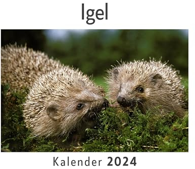 Igel (Wandkalender 2024, Kalender DIN A4 quer, Monatskalender im Querformat mit Kalendarium, Das perfekte Geschenk)