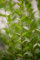 Ligustrum vulgare 'Atrovirens' 125-150 cm - Gewöhnlicher Liguster, immergrün, ideal für Hecken, schnittverträglich, winterhart und pflegeleicht
