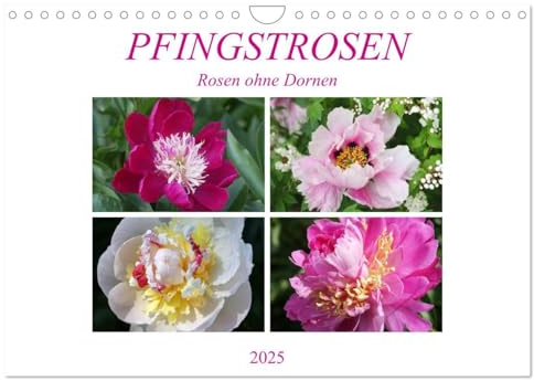 PFINGSTROSEN Rosen ohne Dornen (Wandkalender 2025 DIN A4 quer), CALVENDO Monatskalender: Wunderbare Blütenporträts (CALVENDO Natur)