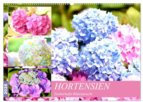 Hortensien. Zauberhafte Blütenpracht (Wandkalender 2026 DIN A2 quer), CALVENDO Monatskalender: Prachtvolle Blumen mit echtem Show-Effekt für Balkon und Garten. (CALVENDO Hobbys)