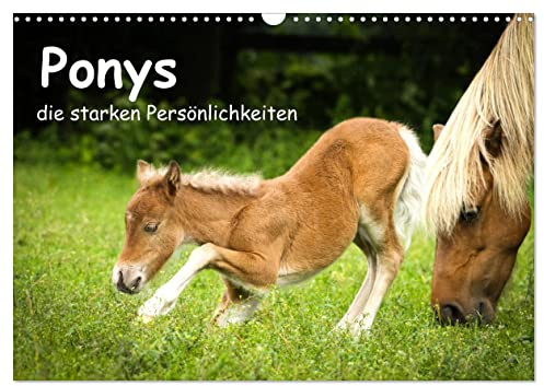 Ponys, die starken Persönlichkeiten (Wandkalender 2026 DIN A3 quer), CALVENDO Monatskalender: Shettys und Shettymixe sind zu den verschiedenen Jahreszeiten zu sehen. (CALVENDO Tiere)