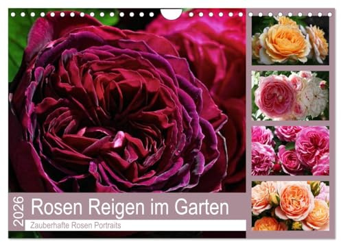 Rosen Reigen im Garten (Wandkalender 2026 DIN A4 quer), CALVENDO Monatskalender: Zauberhafte Rosen Portraits (CALVENDO Natur)