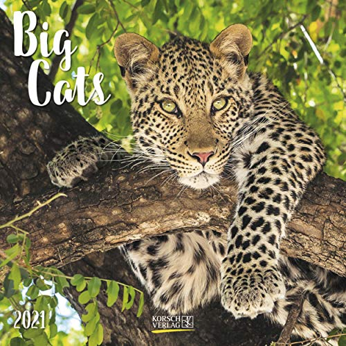 Big Cats 2021: Broschürenkalender mit Ferienterminen. Bilder von Raubkatzen. 30 x 30 cm