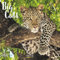Big Cats 2021: Broschürenkalender mit Ferienterminen. Bilder von Raubkatzen. 30 x 30 cm