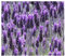 Lavandula dentata - Französischer Lavendel – Grüner Zahn-Lavendel - 20 Samen