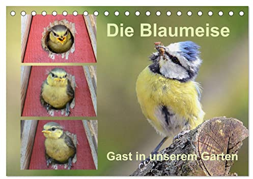 Die Blaumeise, Gast in unserem Garten (Tischkalender 2026 DIN A5 quer), CALVENDO Monatskalender: Ein Kalender, den man sehen muss (CALVENDO Tiere)