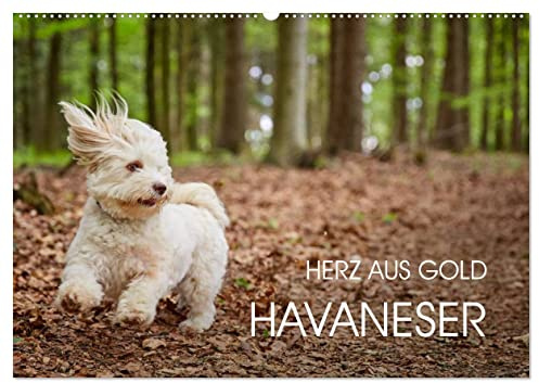 Havaneser - Herz aus Gold (Wandkalender 2026 DIN A2 quer), CALVENDO Monatskalender: Havaneser Monatskalender. Ein Jahr mit dem Hund mit dem Herzen aus Gold (CALVENDO Tiere)