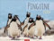 Pinguine Kalender 2024. Wand-Kalender mit Kaiser-, Adelie-, Zügel- und Felsenpinguinen. Großer Wandkalender für Tierfreunde. Von namhaften Fotografen gestalteter Naturkalender. Querformat 44x34 cm