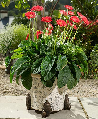 Potty Feet Emperor Penguin Figures Plant Pot Feet - Planter Support - Handmade Decorative Ornaments - 3pcs
