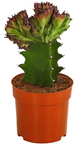 Dehner Korallen-Wolfsmilch, Euphorbia lactea, botanische Kuriosität, 15-25 cm, Ø 10.5 cm, Sukkulente