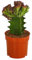 Dehner Korallen-Wolfsmilch, Euphorbia lactea, botanische Kuriosität, 15-25 cm, Ø 10.5 cm, Sukkulente