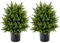 Giantex Set di 2 alberi artificiali di cedro da 55 cm, piante finte di cespuglio in vaso con cemento per decorazione interna ed esterna