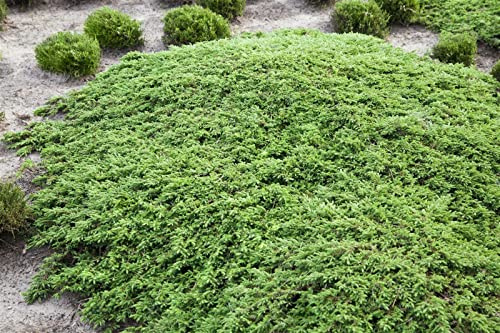 Juniperus communis 'Green Carpet' 40-50 cm – Winterhart, Immergrün, Pflegeleicht – Gemeiner Wacholder – Bodendecker für Garten & Hang