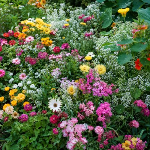Semi Prato Giapponese in Miscuglio | Mix di Fiori Ornamentali Colorati | Ideale per Giardino, 200 Semi per Aiuole e Bordure | Fioritura Decorativa e Prolungata | Facile da Coltivare