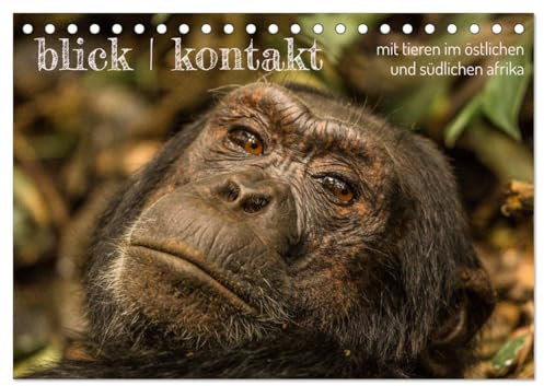 blick kontakt mit tieren im östlichen und südlichen afrika (Tischkalender 2026 DIN A5 quer), CALVENDO Monatskalender: tierbeobachtungen (CALVENDO Tiere)