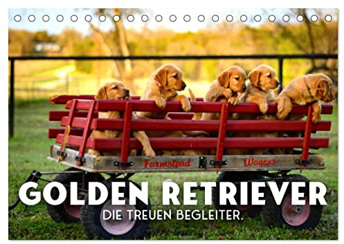 Golden Retriever - Die treuen Begleiter. (Tischkalender 2026 DIN A5 quer), CALVENDO Monatskalender: So freundlich und kuschelig. (CALVENDO Tiere)