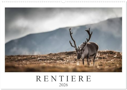 Rentiere (Wandkalender 2026 DIN A2 quer), CALVENDO Monatskalender: Rentiere aus Nordnorwegen & Spitzbergen (CALVENDO Tiere)