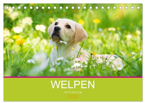 Welpen im Frühling (Tischkalender 2026 DIN A5 quer), CALVENDO Monatskalender: Hundewelpen entdecken die Natur (CALVENDO Tiere)