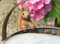 Pot Buddies Beatrix Potter Squirrel Nutkin Figure Plant Pot Hanger - Handmade Garden Ornament - Decorative Flower Planter Figurine