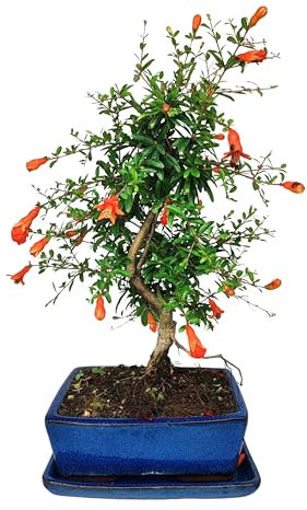 I Giardini di Giulia | Bonsai Melograno Nano 7 Anni in Vaso di Ceramica con Sottovaso | Pianta Vera Fruttifera da Interno ed Esterno | Fioritura Intensa e Mini Frutti Ornamentali Non Commestibili | Fa