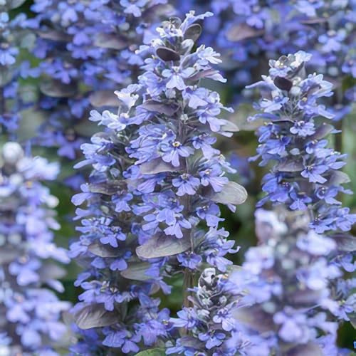 Ajuga reptans 'Burgundy Glow' – 24 Pflanzen – 10-25cm – Ø9cm – Kriechender Günsel – Bunter Bodendecker mit blauen Blüten – Pflegeleicht & winterhart – Für Schatten & Halbschatten