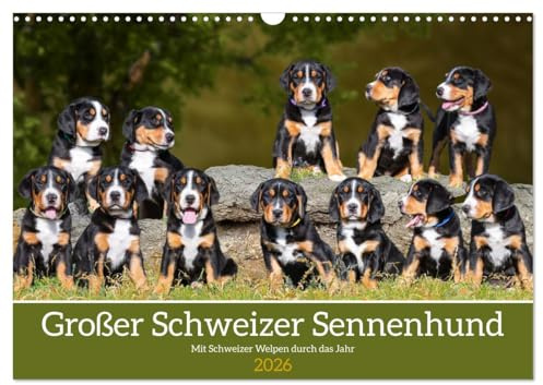 Großer Schweizer Sennenhund - Mit Schweizer Welpen durch das Jahr (Wandkalender 2026 DIN A3 quer), CALVENDO Monatskalender: 13 entzückende Fotos von ... der Rasse durch das Jahr (CALVENDO Tiere)